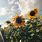 Sunflower Aesthetic Wallpaper