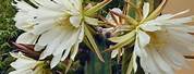 Tall Cactus with White Flowers