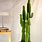 Tall Indoor Cactus Plants