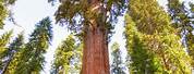 Tallest and Oldest Tree in the World