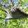 Tent Caterpillar Nests in Trees