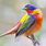 Texas Painted Bunting