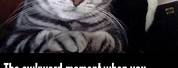 That Awkward Moment Funny Cat Memes
