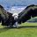 The Largest Flying Bird