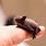 The Smallest Bat