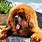 Tibetan Mastiff Big Dog