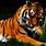 Tiger Laptop Wallpaper
