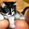 Tiniest Kitten in the World