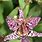 Toad Lily Plant