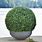Topiary Balls in Large Pebbles