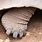 Tortoise Foot
