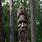 Tree Face Carving
