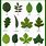 Tree Leaf Types