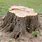 Tree Stump Cut