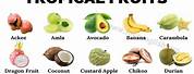 Tropical Fruit Trees List