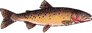 Trout: Definition and Meaning from Merriam-Webster