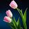 Tulip Flower Design