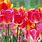 Tulip Flowers Screensaver