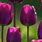 Tulip iPhone Wallpaper