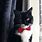 Tuxedo Cat with Bow Tie