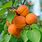 Types of Apricot Trees