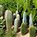 Types of Cactus With