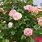 Types of Climbing Roses