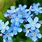 Types of Forget Me Nots