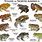 Types of Frogs and Toads