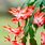Types of Holiday Cactus