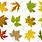 Types of Maple Leaf