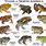 Types of Toads