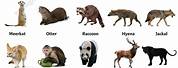 Types of Wild Animals List