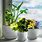 Unique Indoor Plant Pots