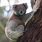 User Account Image Koala