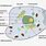 Vacuole Drawing Animal Cell