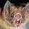 Vampire Bat Bites Human