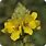 Verbascum Mullein Plant