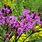Vernonia Ironweed