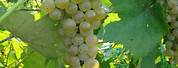 Vidal Blanc Grape Seeds