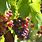 Vine Leaf Wine