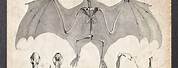 Vintage Anatomy Bat Skeleton