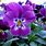 Viola Violet Flower