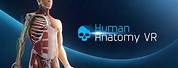 Virtual Human Anatomy