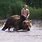 Vladimir Putin Rides Bear