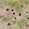 Vole Holes in Garden