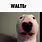 Walter Dog Meme GIF