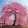 Weeping Willow Cherry Blossom Tree