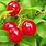 West Indian Cherry