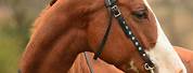 Western Horse Bridles and Bits